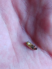 Photinus curtatus