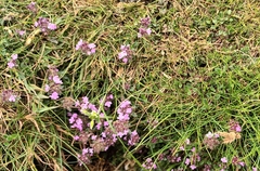 Thymus praecox britannicus