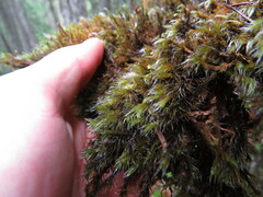 Racomitrium lawtonae