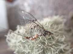 Ephemera vulgata