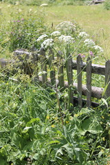 Heracleum sphondylium sphondylium