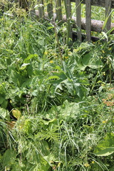 Heracleum sphondylium sphondylium