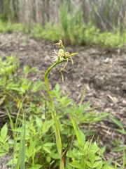 Platanthera leucophaea