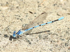 Argia nahuana