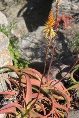 Aloe vanbalenii