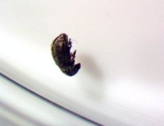 Anthribus