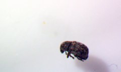 Anthribus