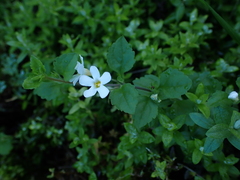Jamesbrittenia maritima