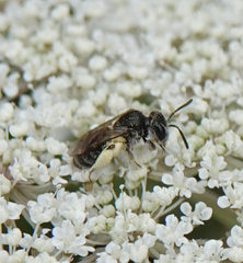 Andrena minutula