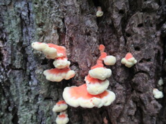 Laetiporus huroniensis