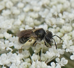 Andrena minutula