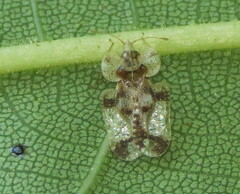 Corythucha juglandis