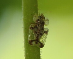 Corythucha juglandis