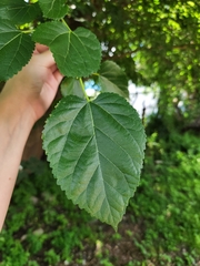 Tilia americana