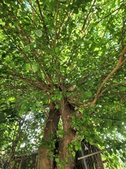 Tilia americana