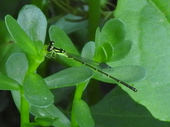 Ischnura posita