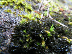 Scytinium polycarpum