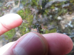 Scytinium polycarpum