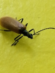Lagria hirta