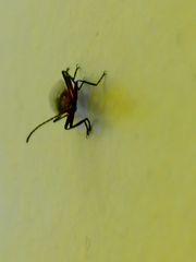 Lagria hirta