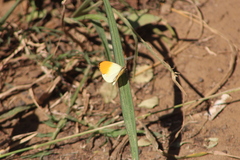Colotis auxo