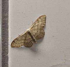 Idaea aversata