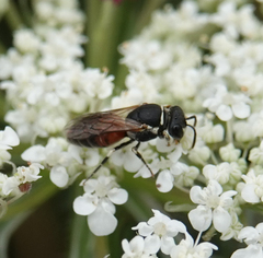Hylaeus variegatus