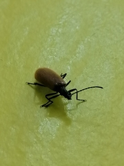 Lagria hirta