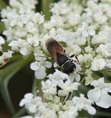 Hylaeus variegatus
