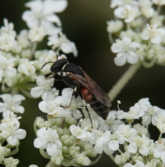 Hylaeus variegatus