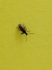 Lagria hirta