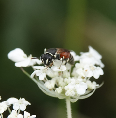 Hylaeus variegatus