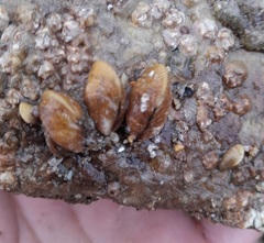 Brachidontes granulatus