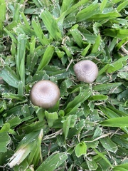Panaeolus