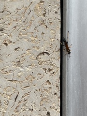 Sceliphron caementarium