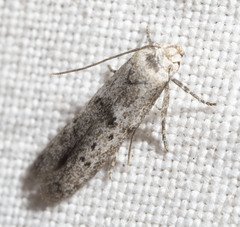 Hypatopa punctiferella