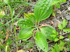 Plantago