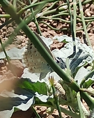 Polyommatus albicans