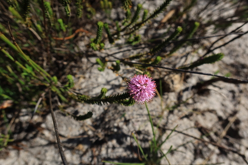 Image of Stilbe ericoides by (c) Diana Studer, some rights reserved (CC BY)