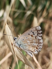 Polyommatus albicans