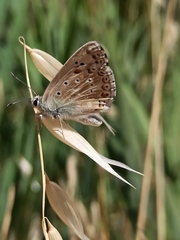 Polyommatus albicans