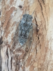 Cicada mordoganensis