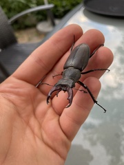Lucanus cervus cervus