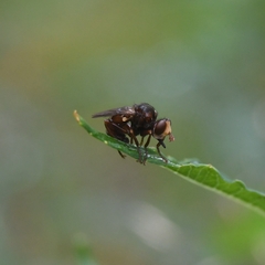 Sicus ogumae