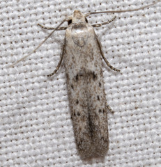Hypatopa punctiferella