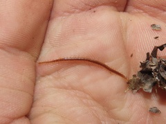 Strigamia branneri