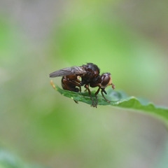 Sicus ogumae