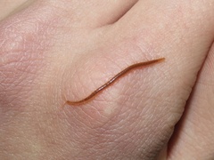 Strigamia branneri