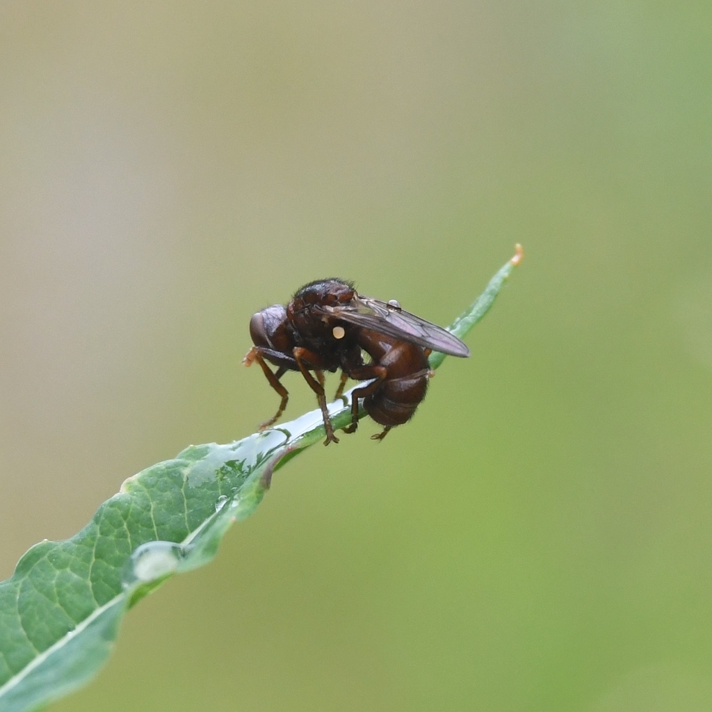 Sicus ogumae