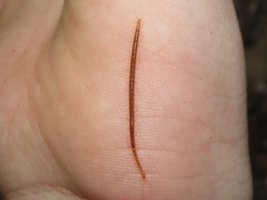 Strigamia branneri